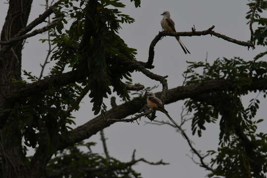 Image of Scissor-tailed Flycatcher