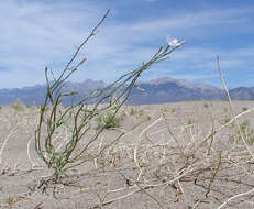 Image of rush skeletonplant