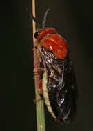 Image of Red-headed Pine Sawfly