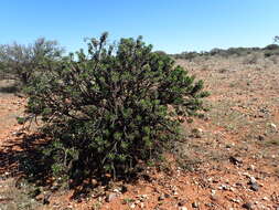 Imagem de Eremophila ramiflora B. Dell