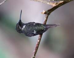 Image of Purple-throated Woodstar