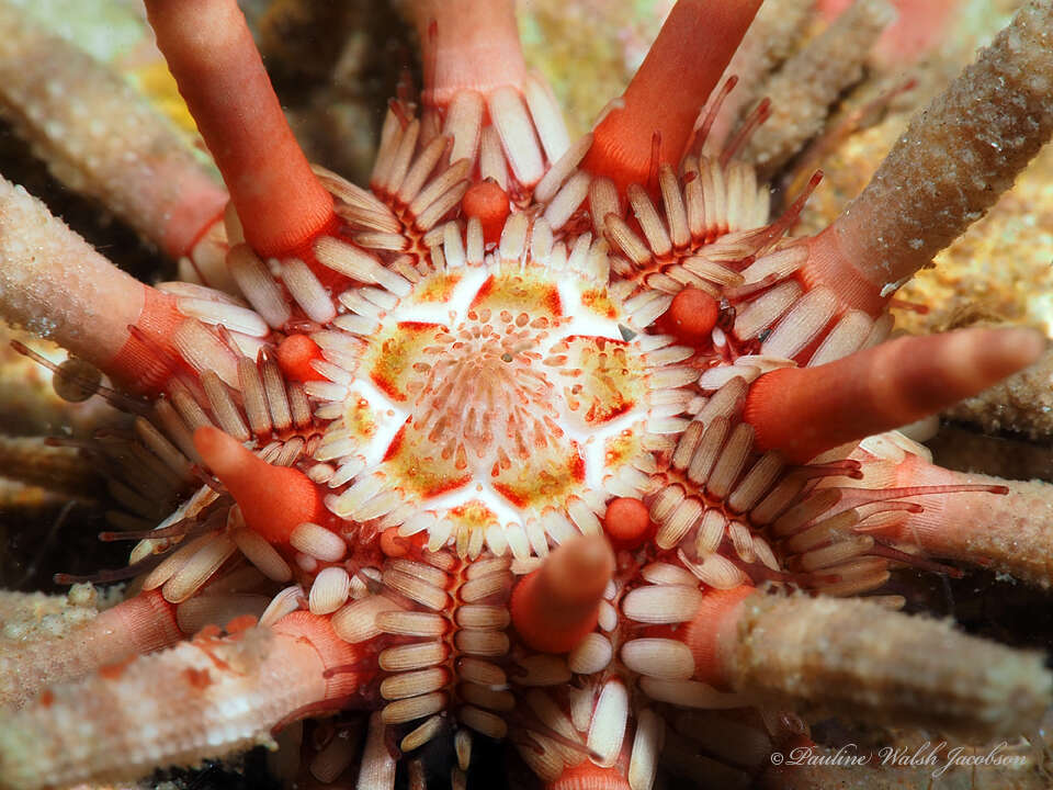 Image of slate pencil urchin