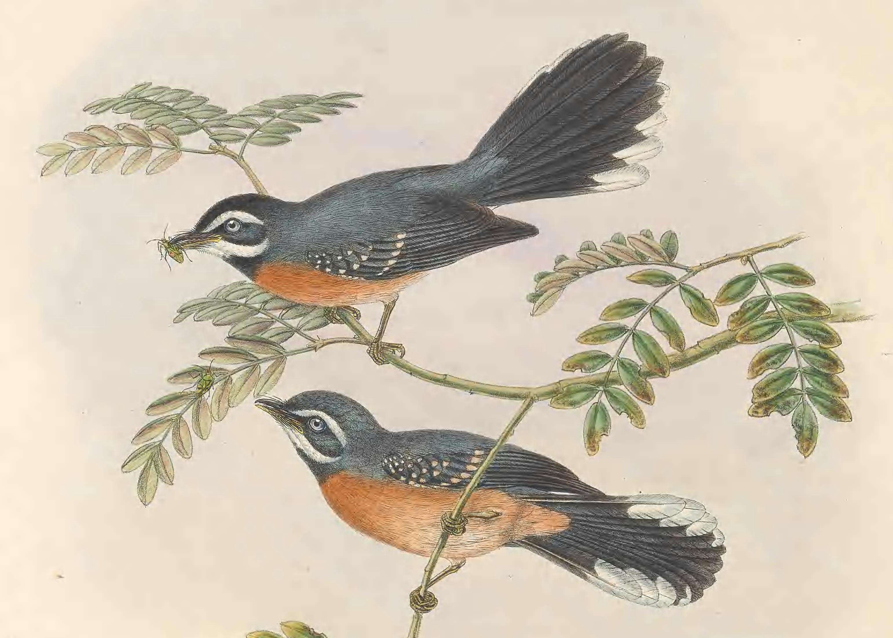 Image of Chestnut-bellied Fantail