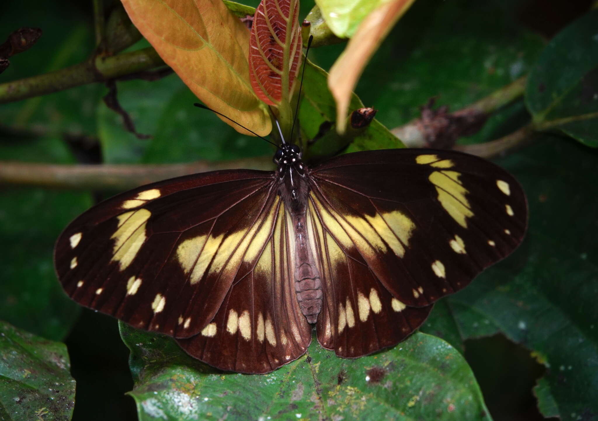 Image of Ideopsis