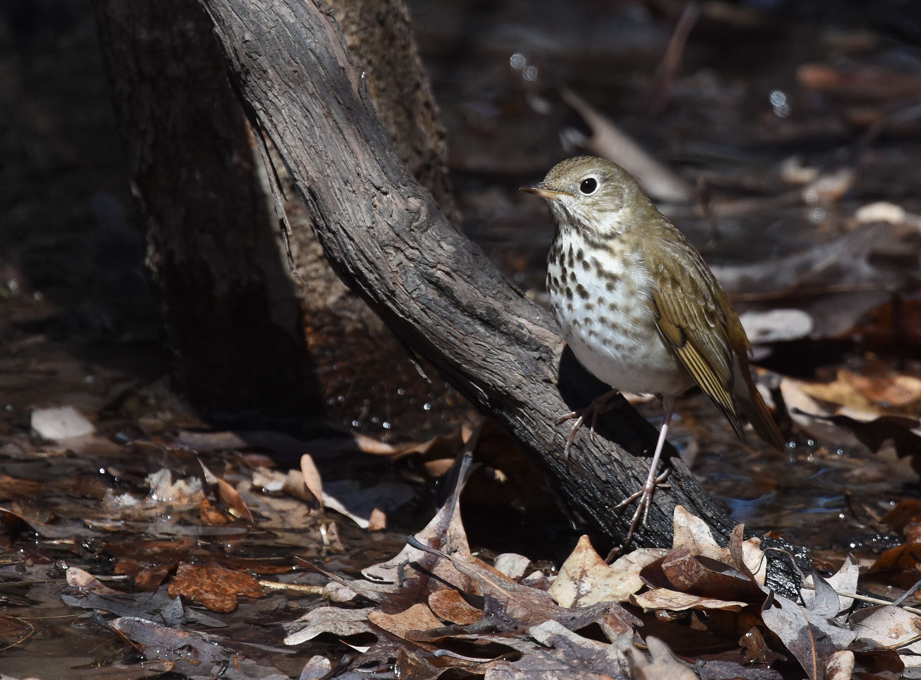 Image of Hermit Thrush