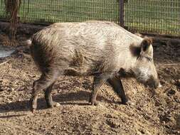 Image of Sus scrofa libycus Gray 1868