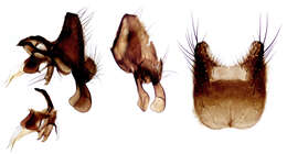 Image of root-maggot flies