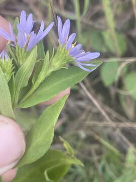 Image of Rhiannon's aster