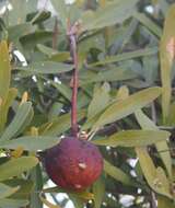 Image de Capparis loranthifolia Lindl.