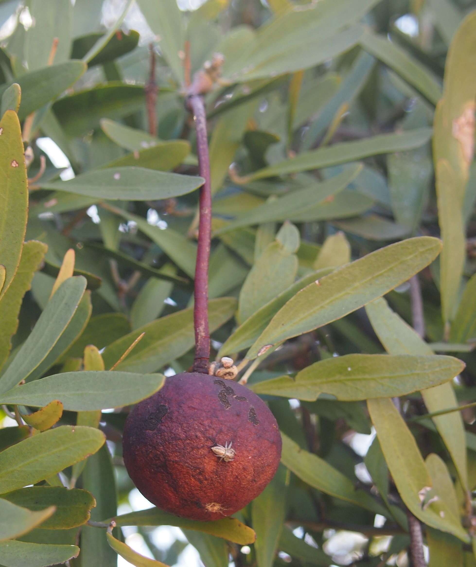 Image de Capparis loranthifolia Lindl.