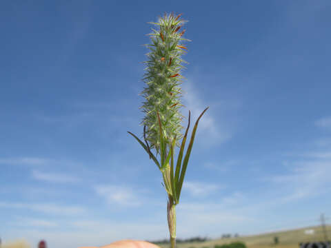 Image of Narrow Clover