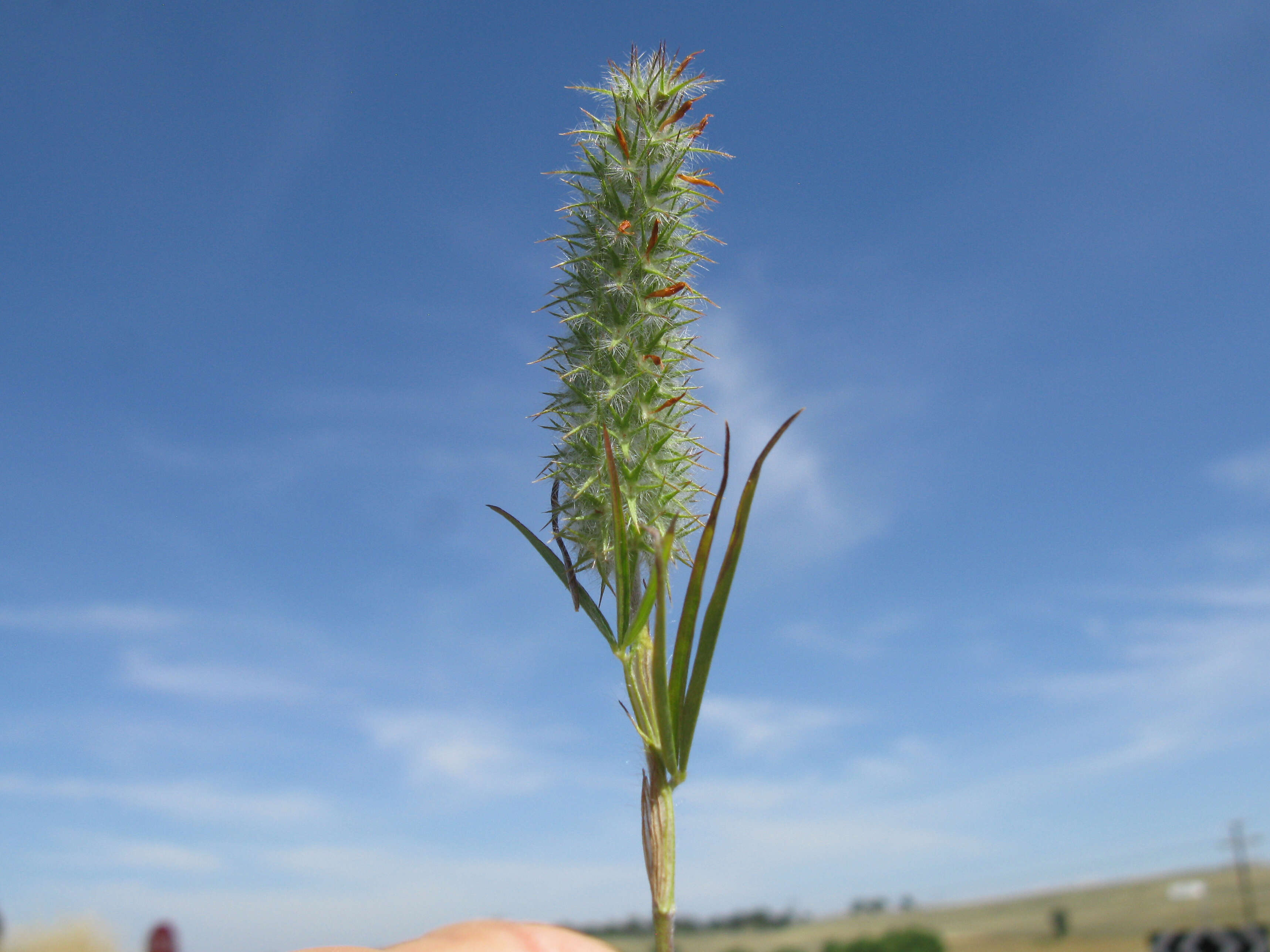 Image of Narrow Clover