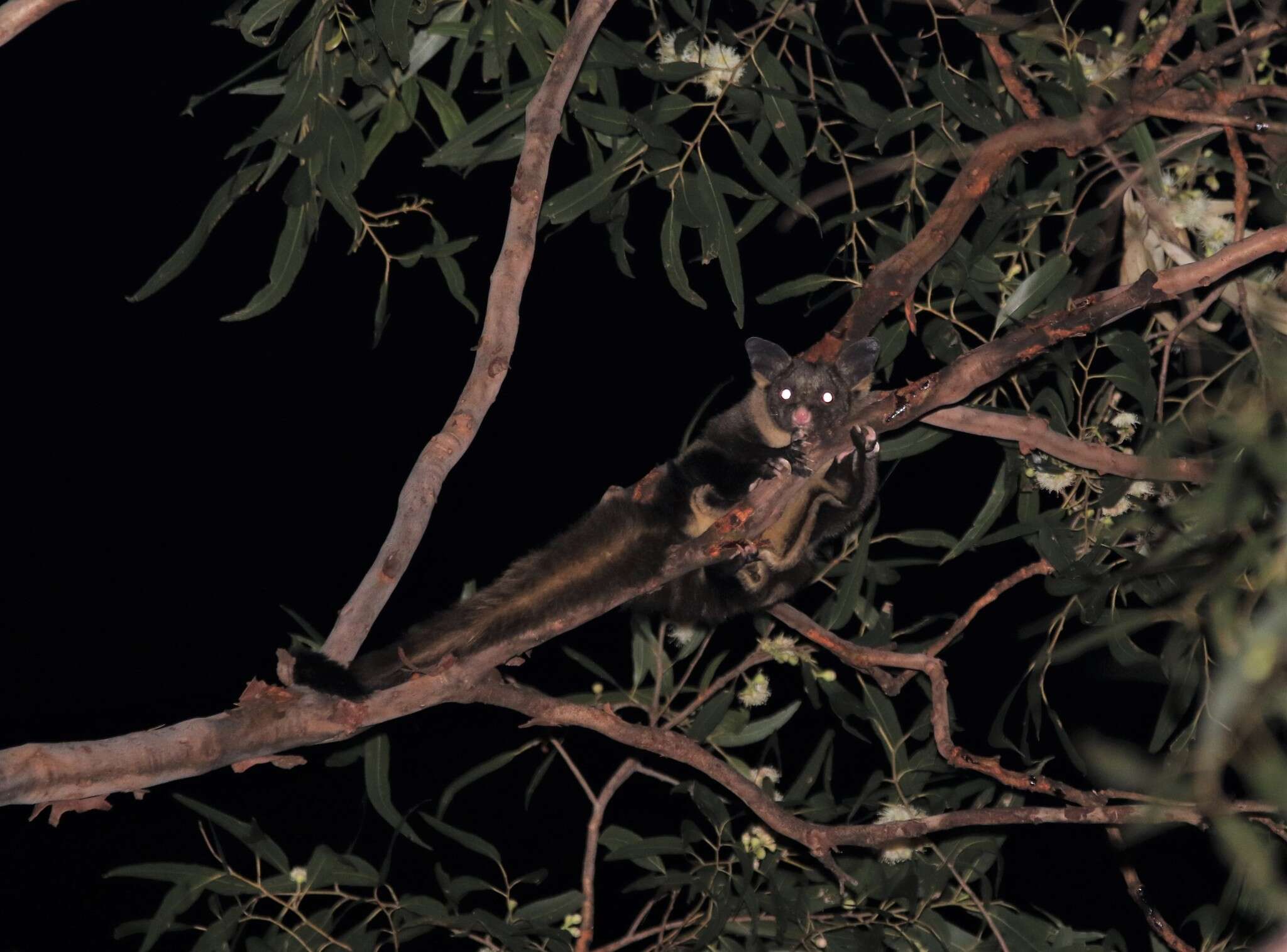 Image of Yellow-bellied Glider