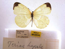 Imagem de Eurema hapale (Mabille 1882)
