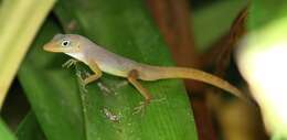 Image of Schwartz'  Anole