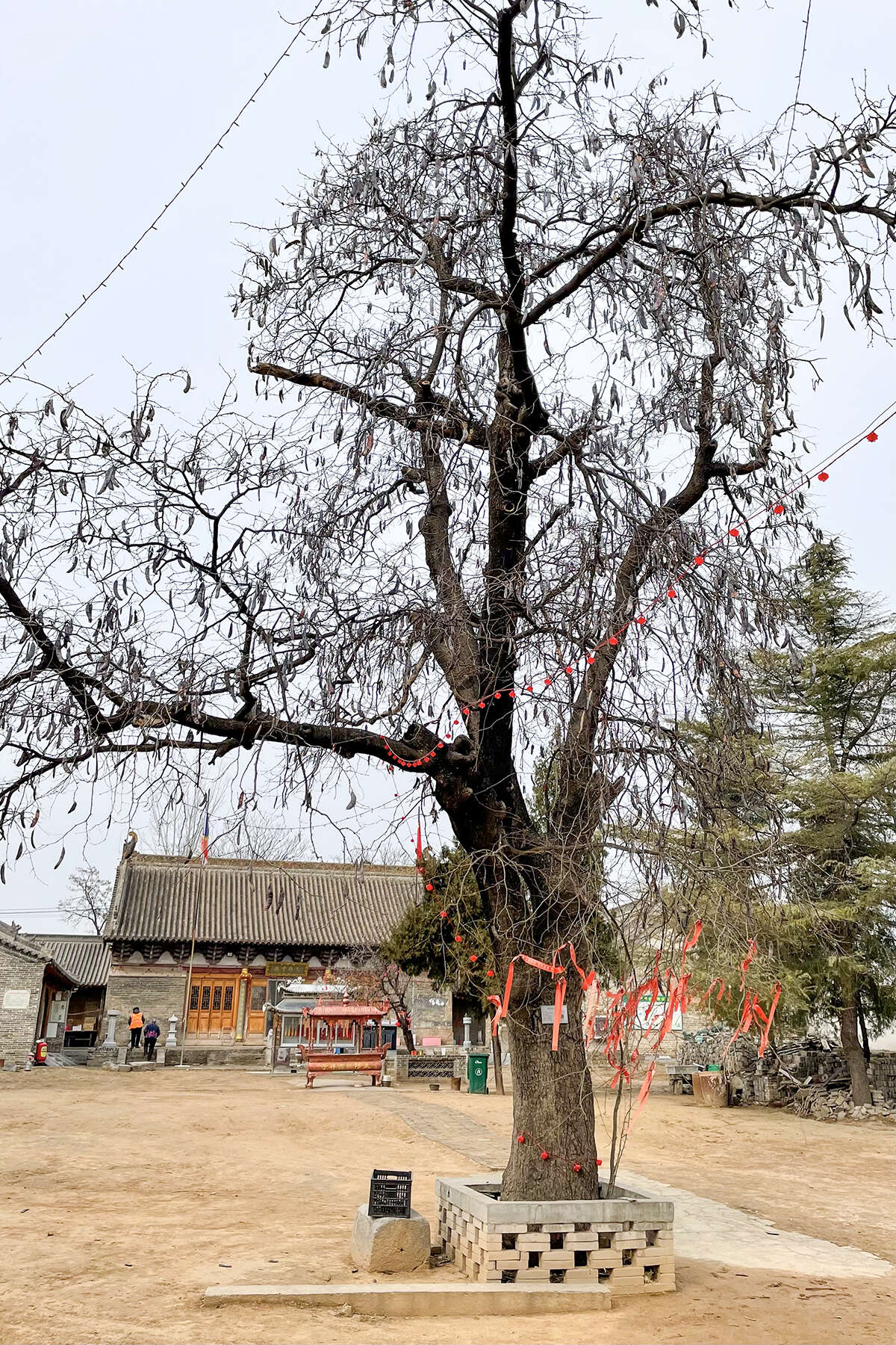 Image of Chinese honeylocust