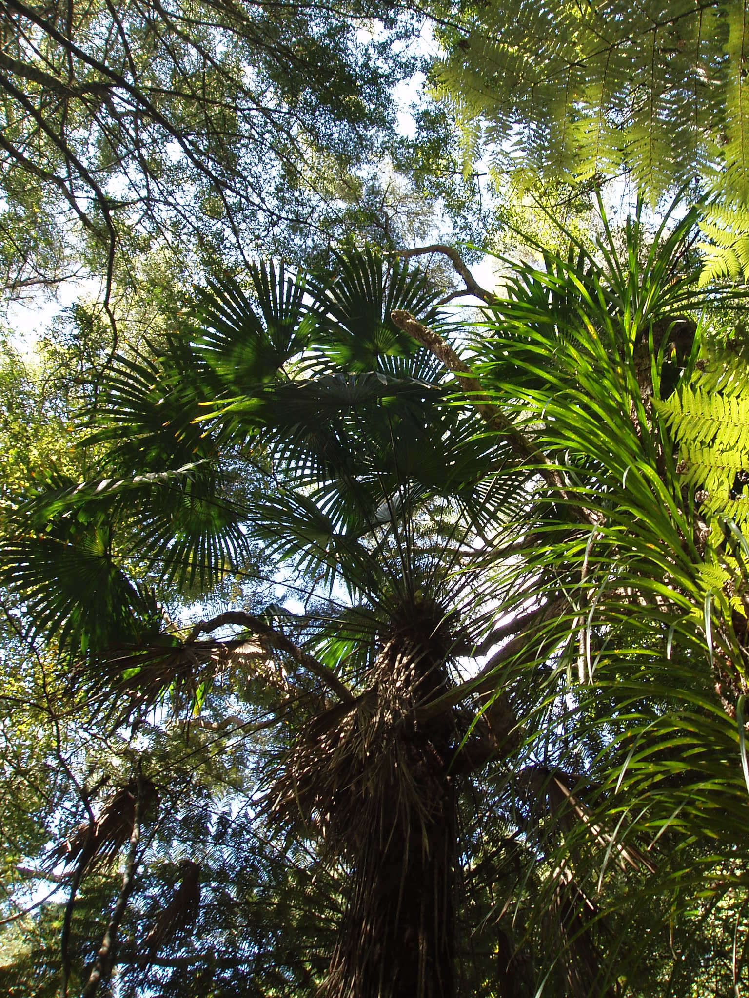 Image of Chinese windmill palm