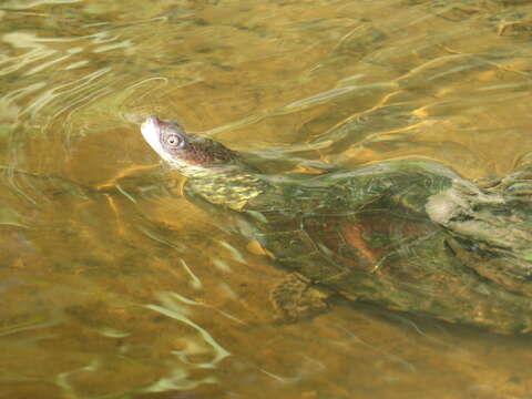 Image of Chaco Side-necked Turtle