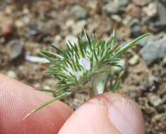 Image de Eriastrum abramsii (Elmer) Mason