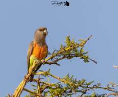 Image of Orange-bellied Parrot