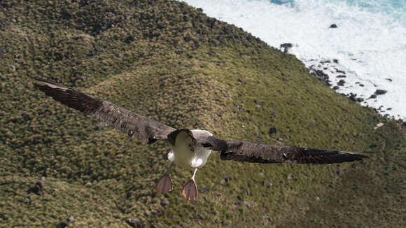 Image of Indian Yellow-nosed Albatross