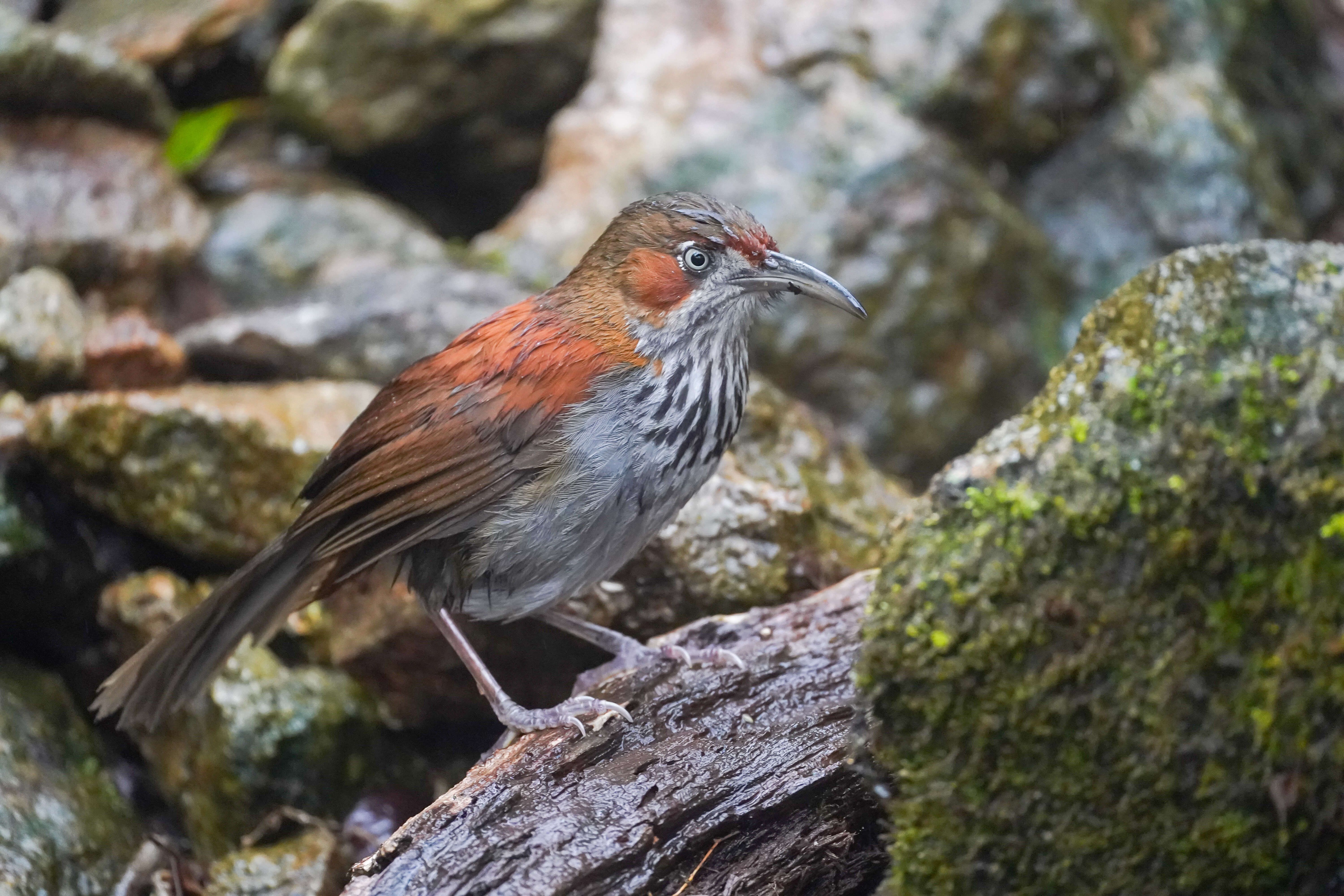 Image of Grey-sided Scimitar Babbler