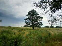 Image of Scotch Pine