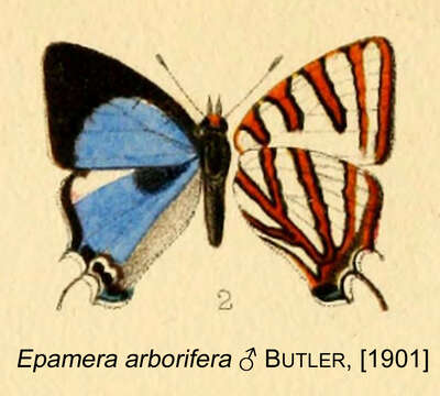 Image of Iolaus arborifera (Butler (1901))