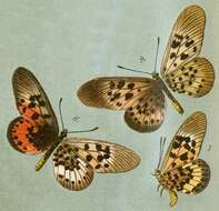 Image of Acraea rogersi Hewitson 1873