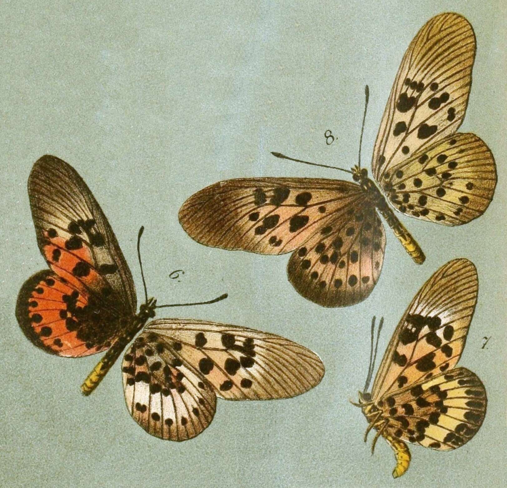 Image de Acraea rogersi Hewitson 1873