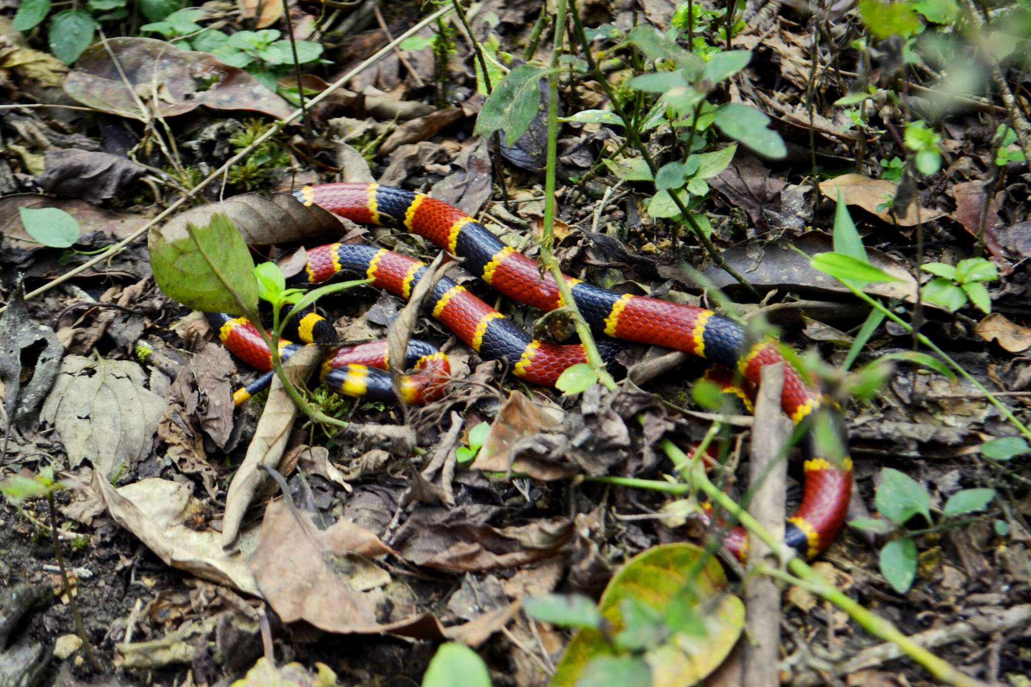 Image of Brown's Coral Snake