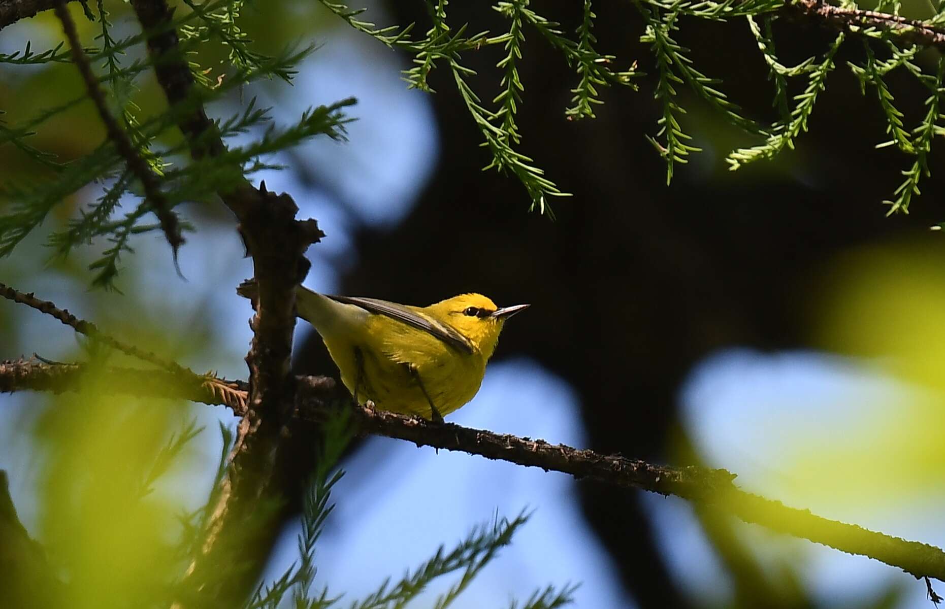 Image of Blue-winged Warbler