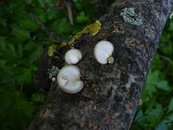 Image of Pleurotus calyptratus (Lindblad ex Fr.) Sacc. 1887