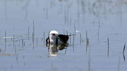 Image of Pied Stilt