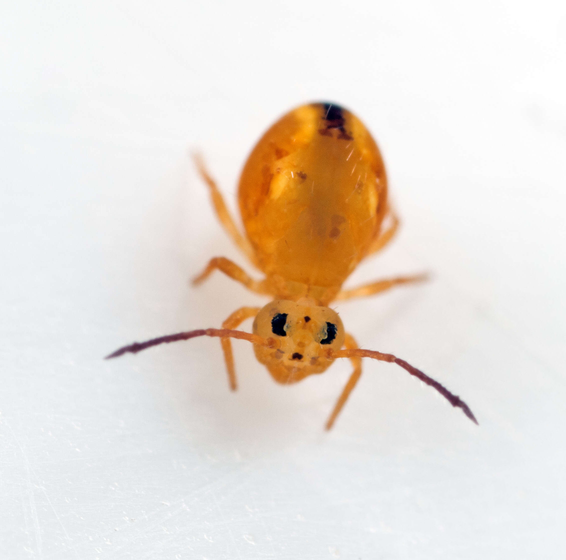 Image of Dicyrtomina minuta (Fabricius O 1783)