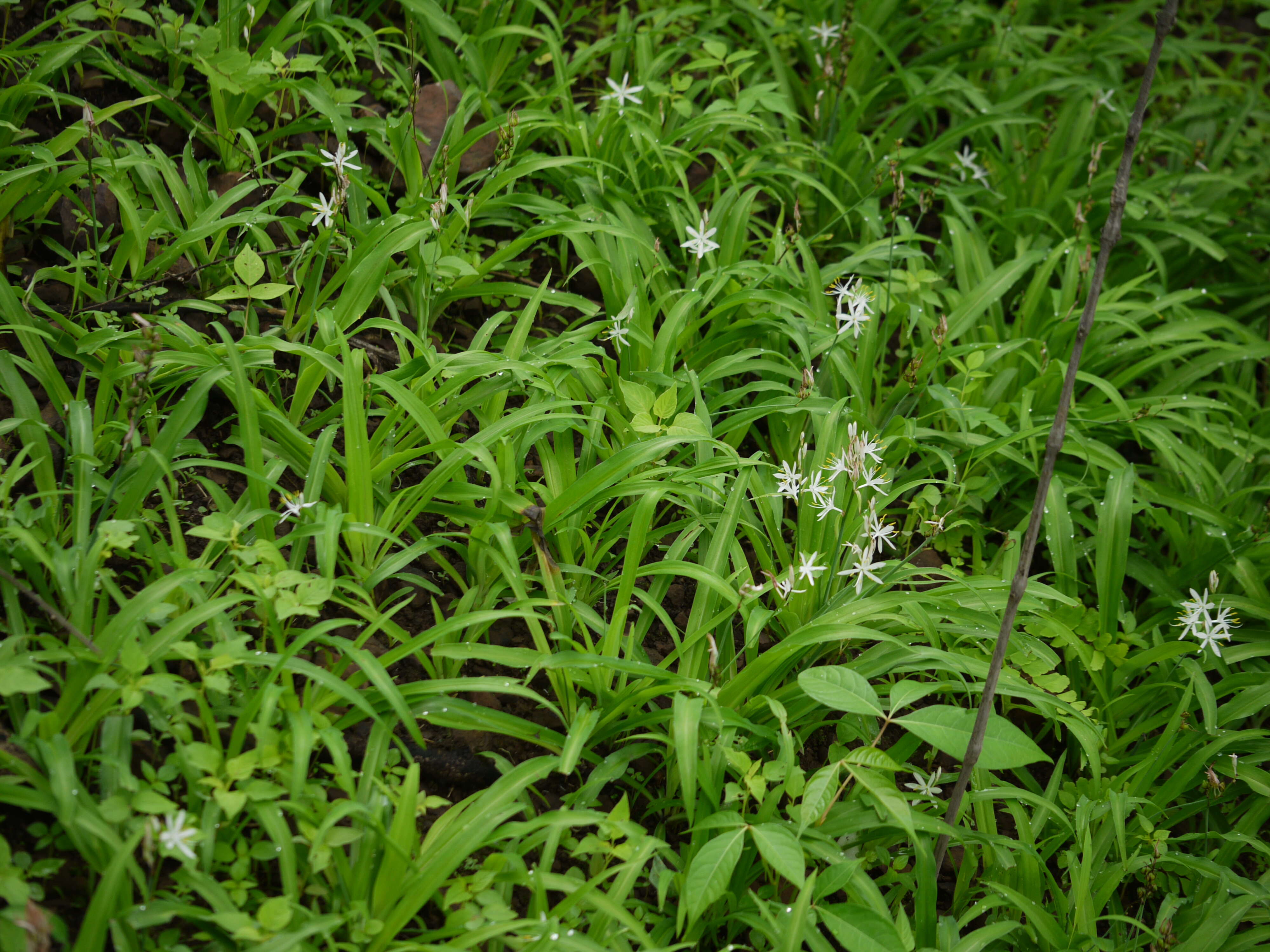 Image of Chlorophytum borivilianum Santapau & R. R. Fern.