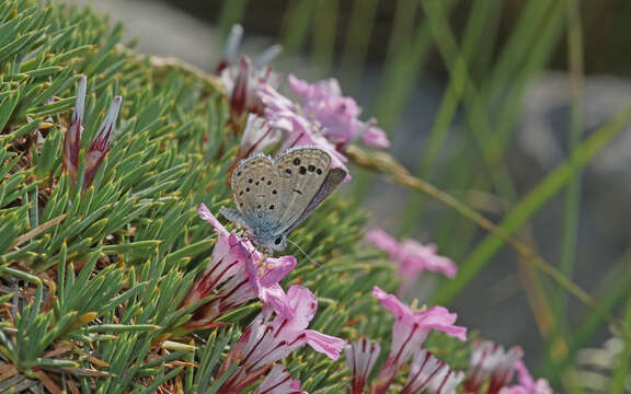 Image of Turanana taygetica