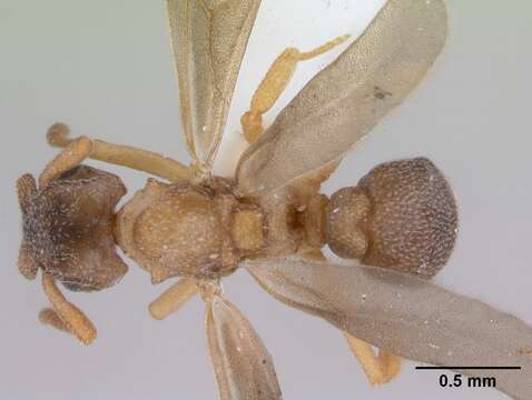 Imagem de Cyphomyrmex rimosus (Spinola 1851)