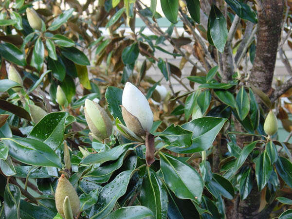 Image of southern magnolia