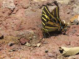 Sivun Papilio pilumnus Boisduval 1836 kuva