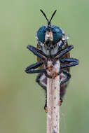 Image of robber flies