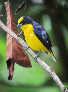 Image of Thick-billed Euphonia