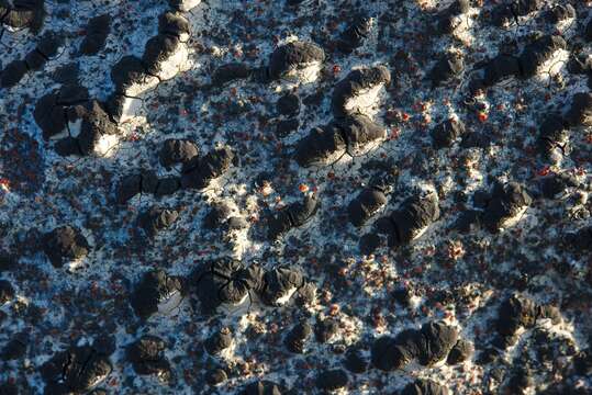 Image of Gray-orange disk lichen;   Lecidea lichen