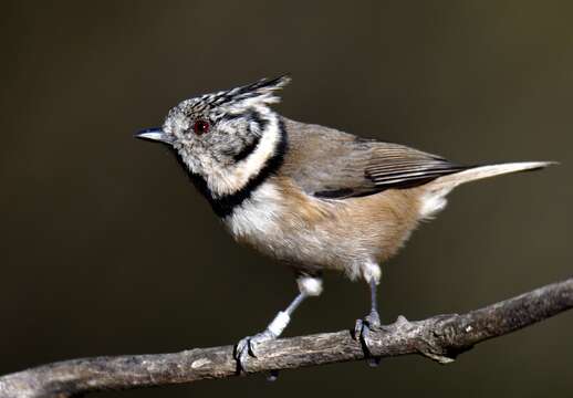 Image of Lophophanes Kaup 1829