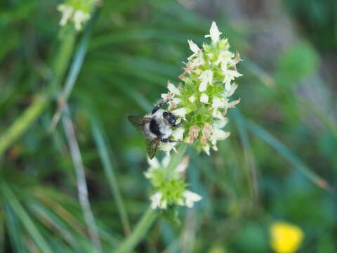 Image of Bombus mucidus Gerstäcker 1869