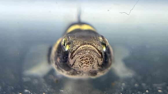 صورة Brachygobius doriae (Günther 1868)