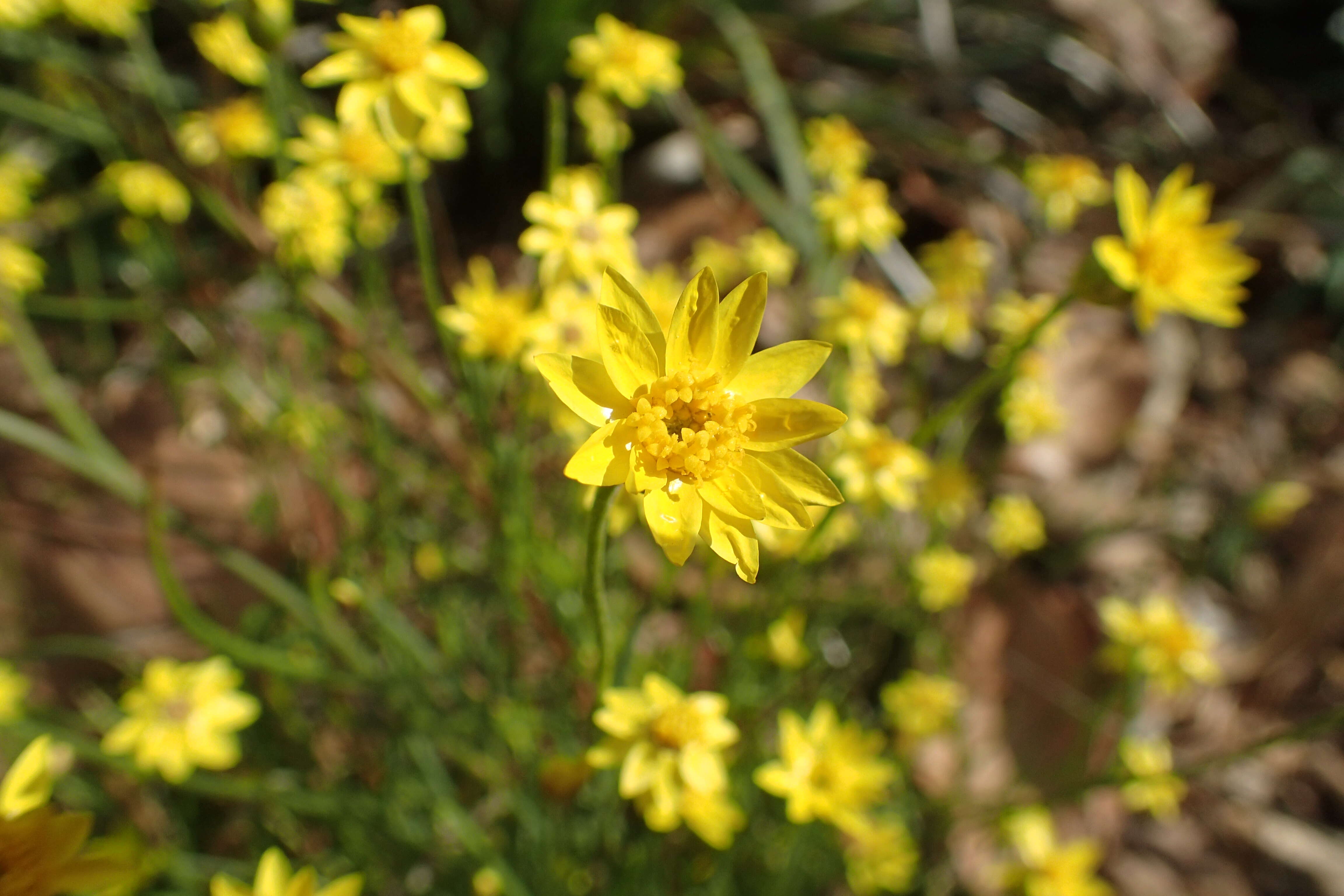 Image of Schoenia filifolia (Turcz.) P. G. Wilson