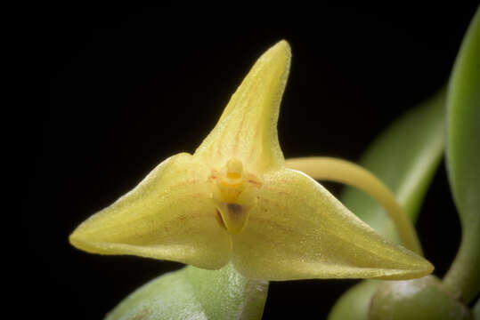 Imagem de Bulbophyllum oblongum (Lindl.) Rchb. fil.