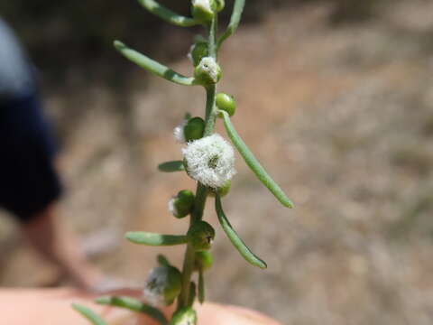 Image of barrier saltbush