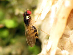 Image of Mycodrosophila claytonae Wheeler & Takada 1963